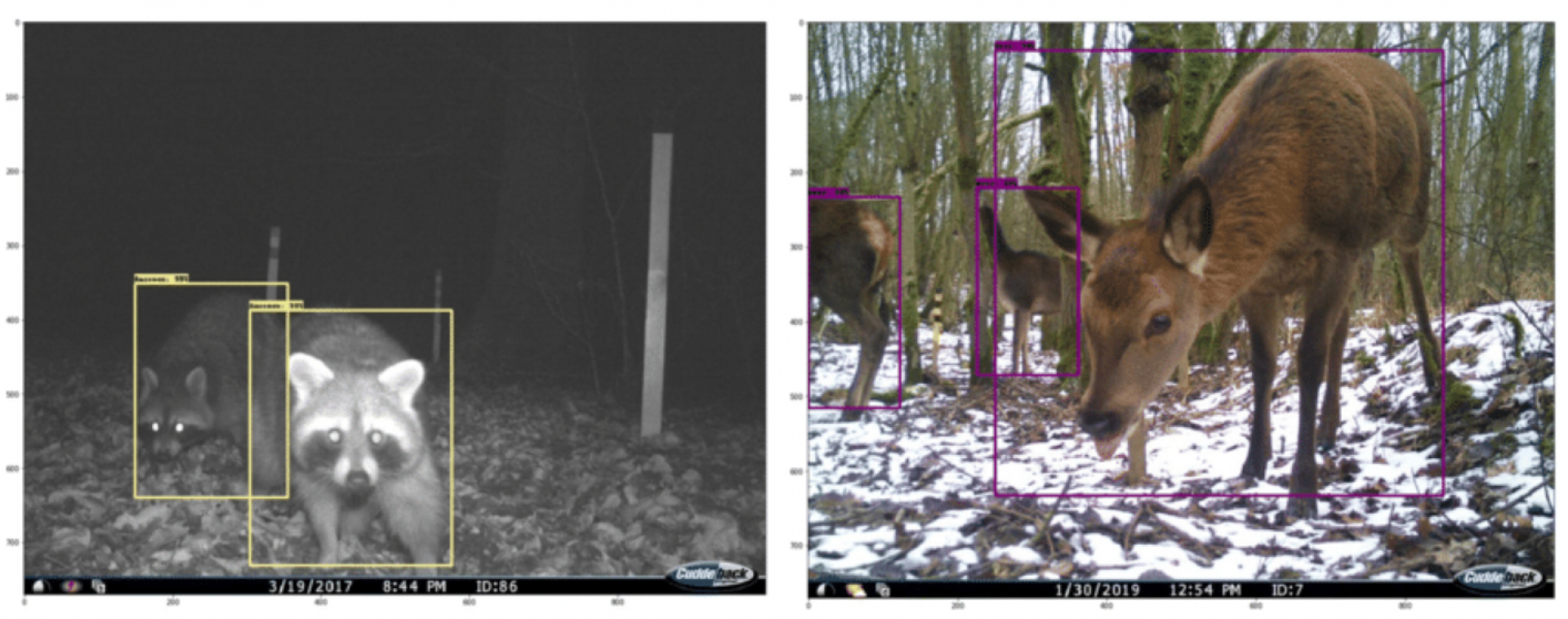 AI Meets Wildlife Conservation: Machine Learning in Wildlife Research*