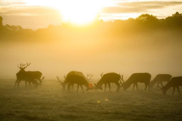 Communicating wildlife conservation to the general public