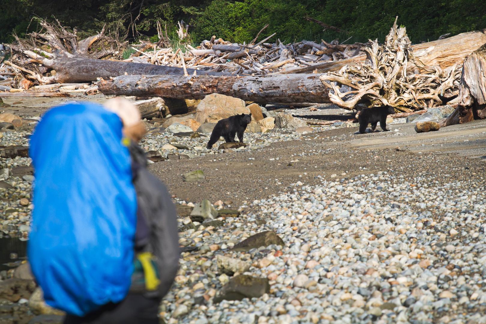 Mindful Steps: The Impact of Walking in the Forest on Wildlife