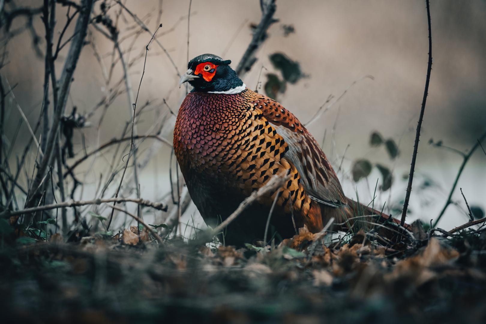 A Tale Of Two Disappearing Pheasants