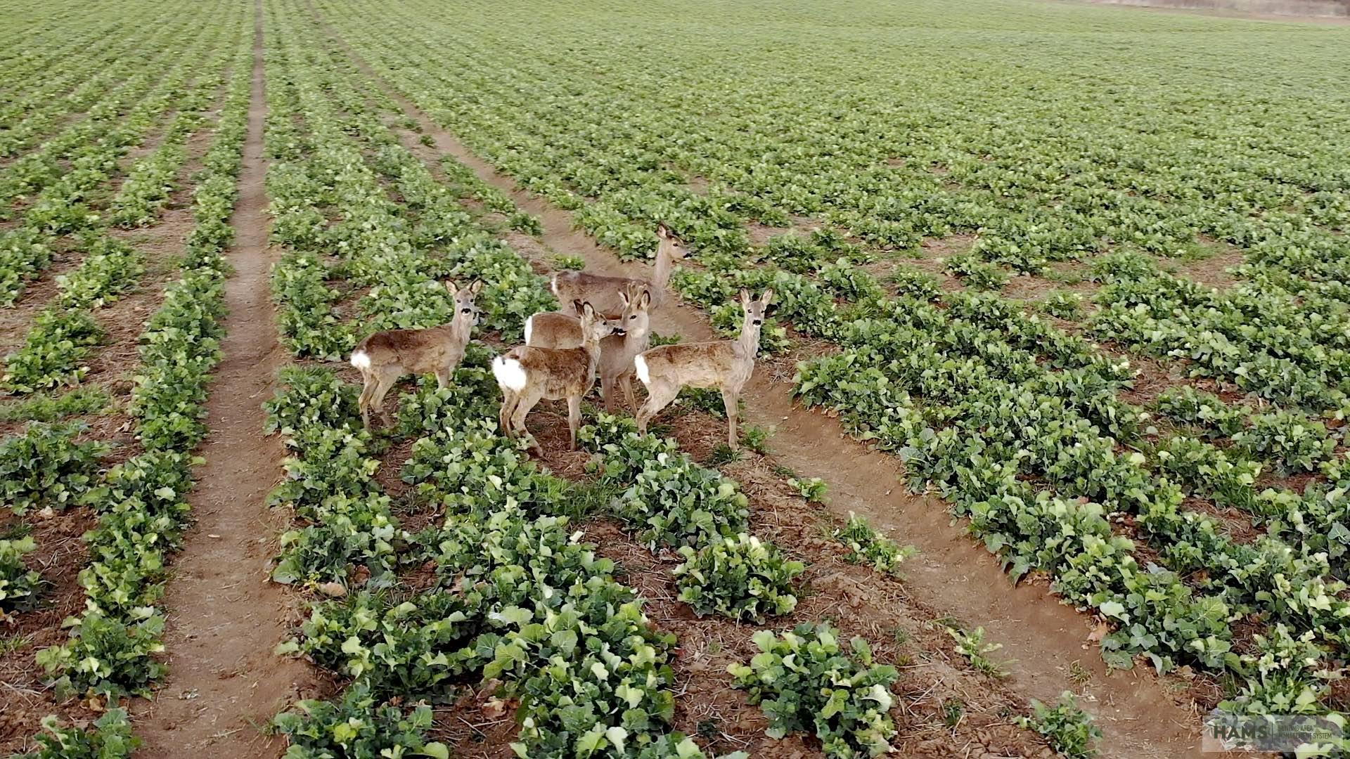 The search for answers: the mysteries of a roe deer population (Part 1.)