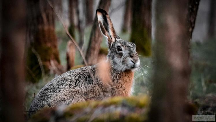 A brown hare live capture