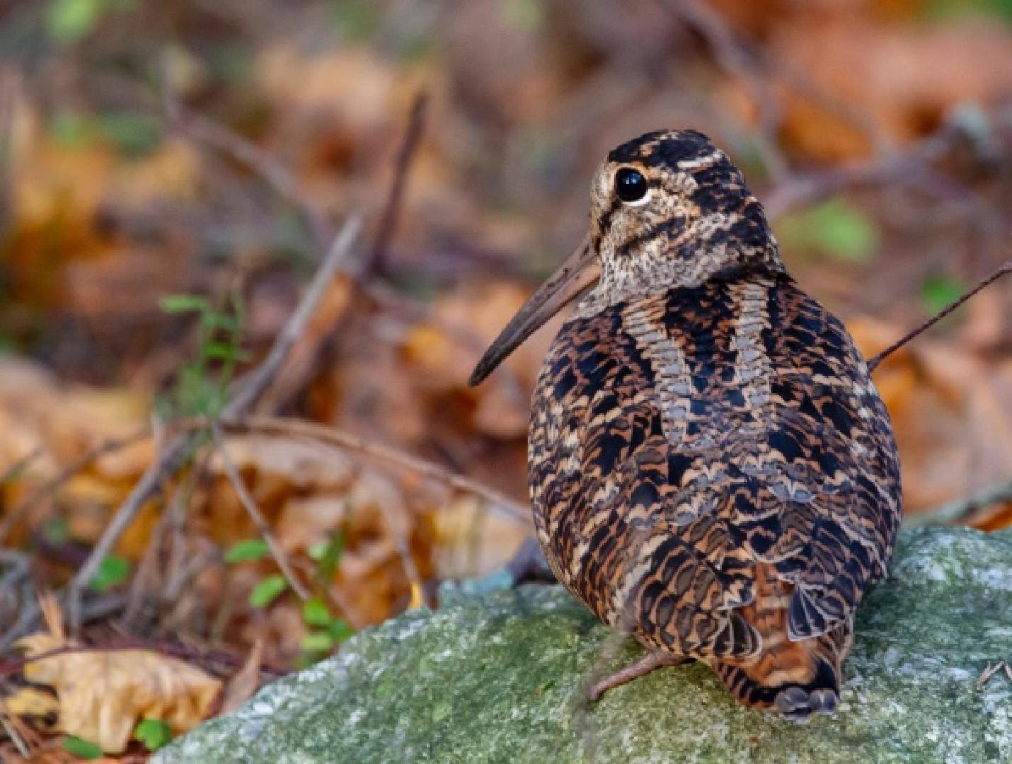 Flying through wildlife science: ringing Eurasian woodcocks in Hungary