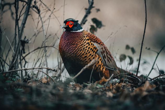 Pheasant rearing & its dangers