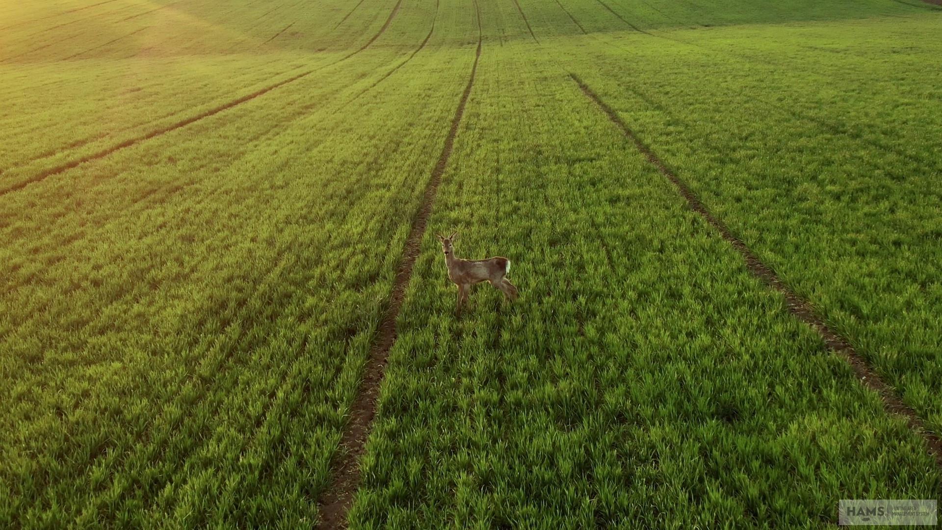 The search for answers: the mysteries of a roe deer population (Part 2.)