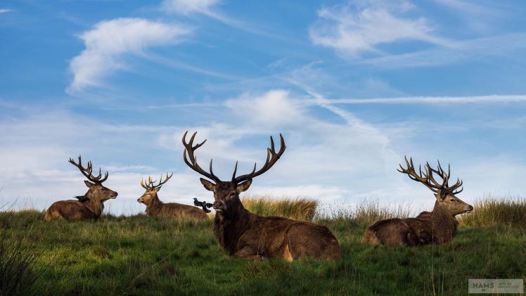 Want better antlers, more meat and higher quality populations?