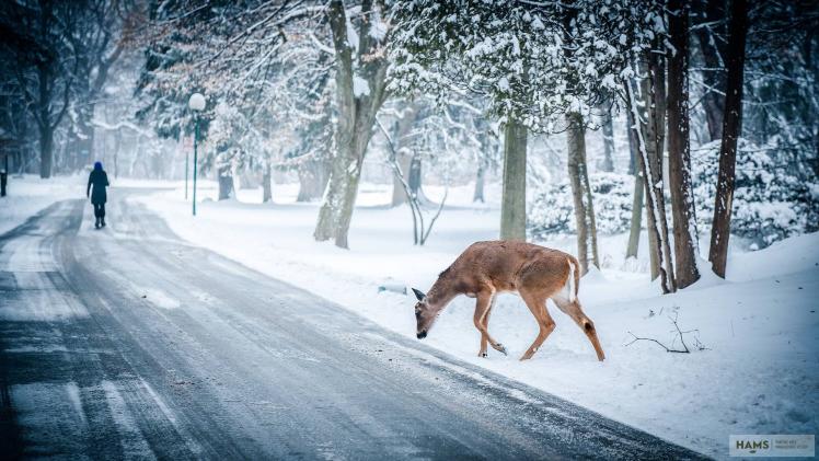 What happens if we stop managing wildlife, and ban hunting?