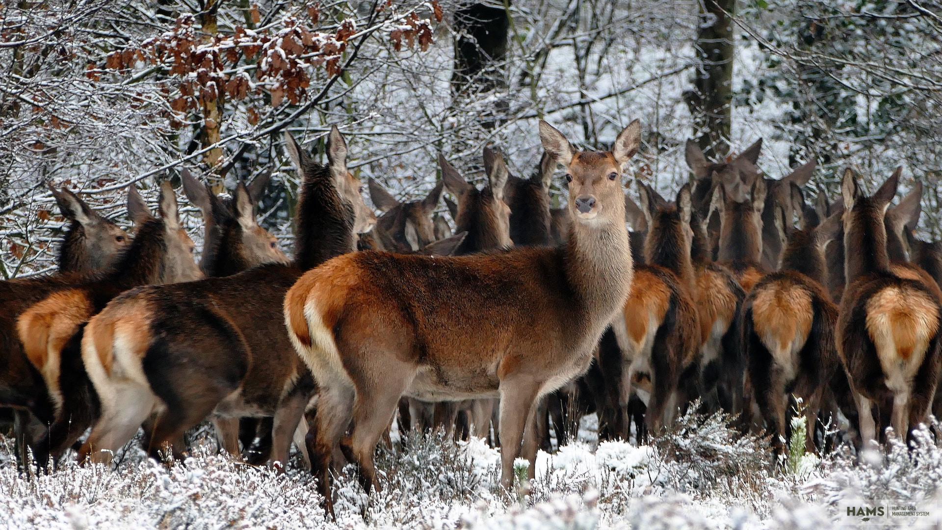 Deer Management methods - Austria